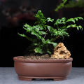 Bulk Purple Clay Oval Bonsai Pot