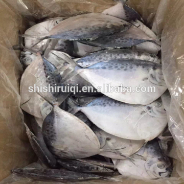 Good quality moon fish/mene maculata whole round