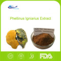 High quality phellinus igniarius extract