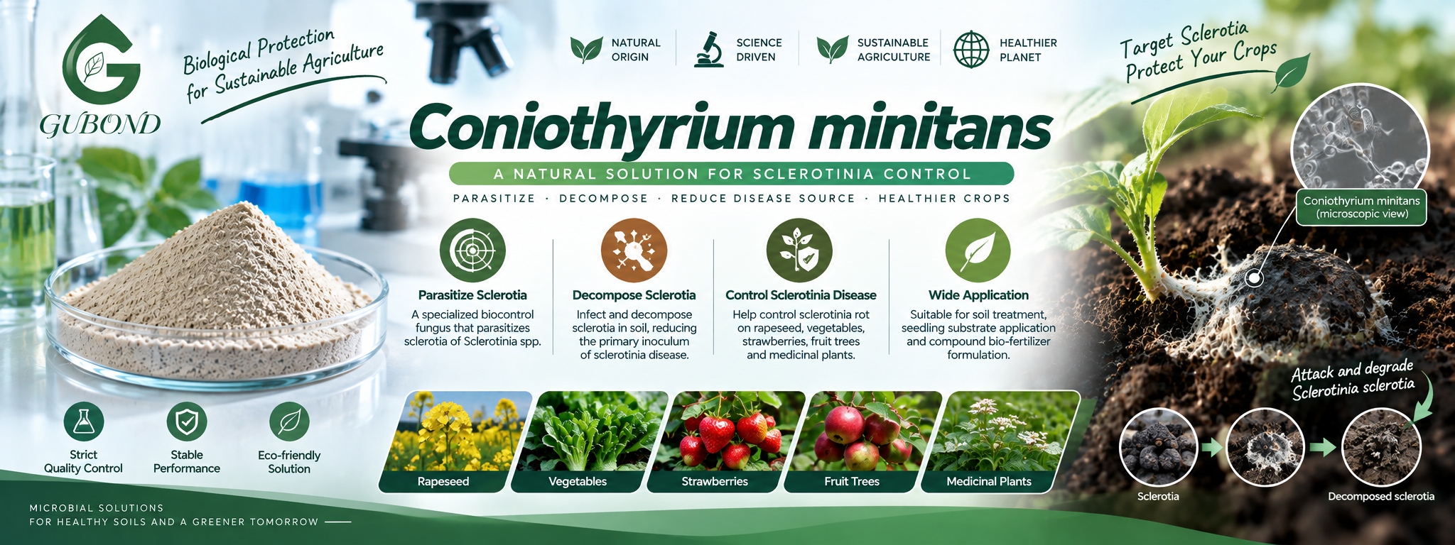 Coniothyrium minitans