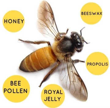 haccp 2015 new product alibaba express queen bee honey