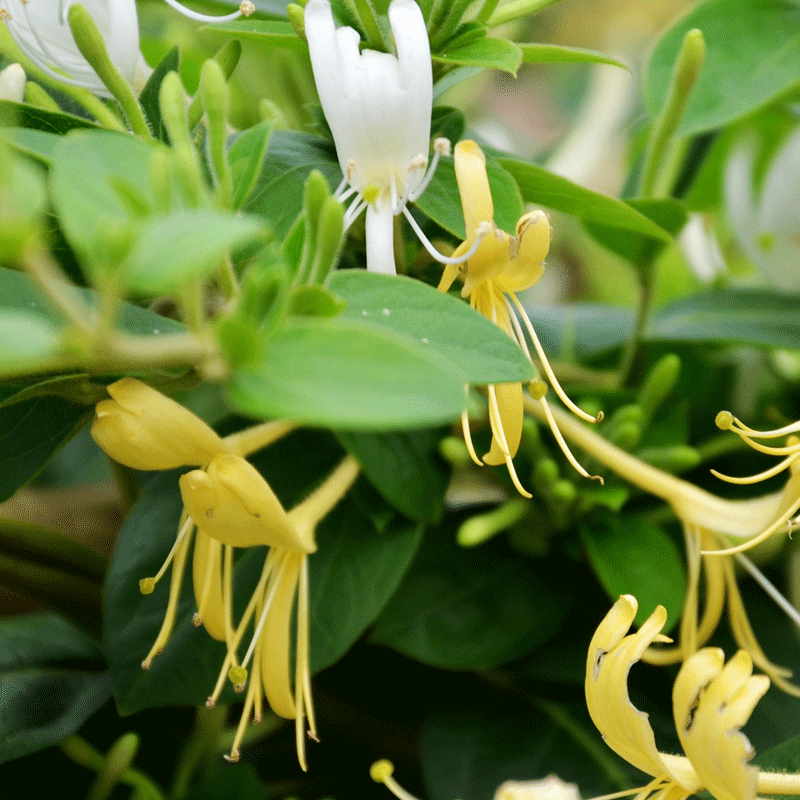 Antibacterial Honeysuckle Extract 5 Chlorogenic Acid, High Quality