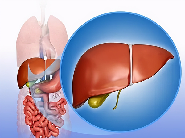 liver liver