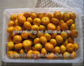 mandarin oren buah-buahan oren manis