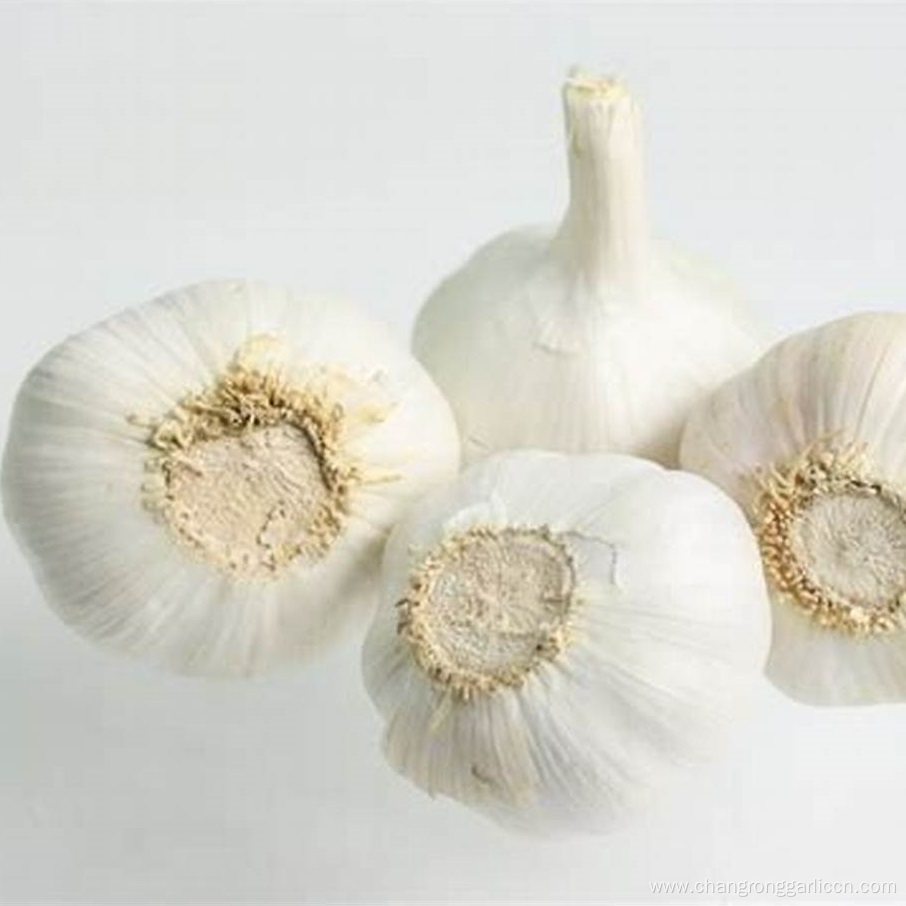 Farm Wholesale Dried Whole Garlic Price