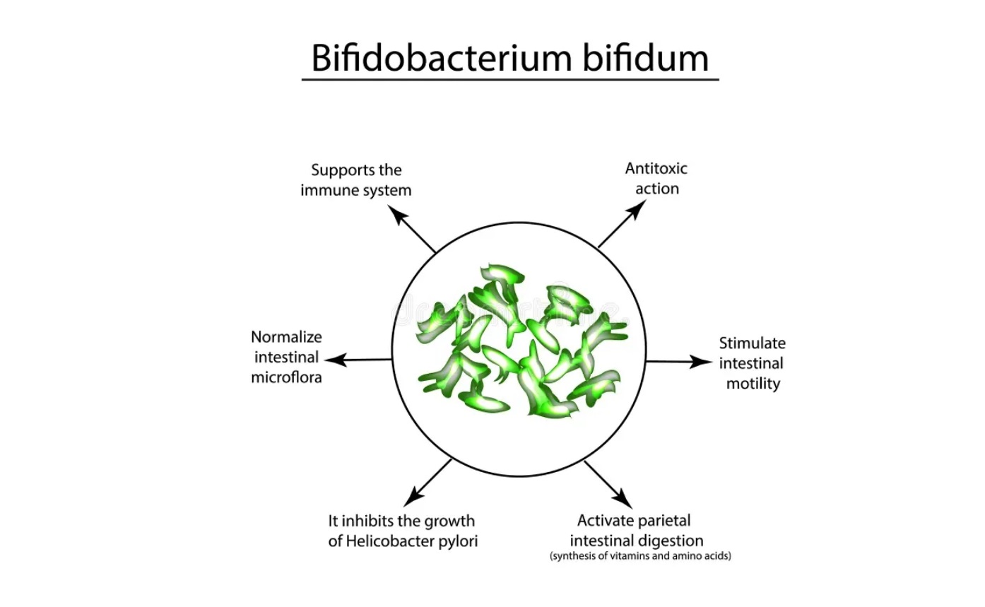 Bifidobacterium bifidum4