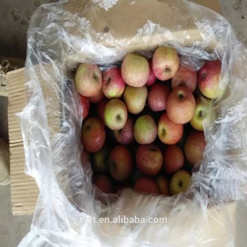Chinese China fresh 100,113,125 red green yummy qinguan apple to india nigeria