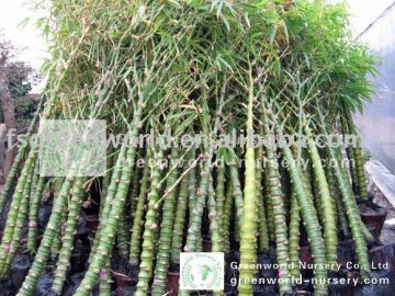 bambusa ventricosa outdoor and indoor plants