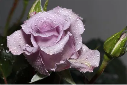Yunnan China Fresh Cut Rose Direct Farm Supply
