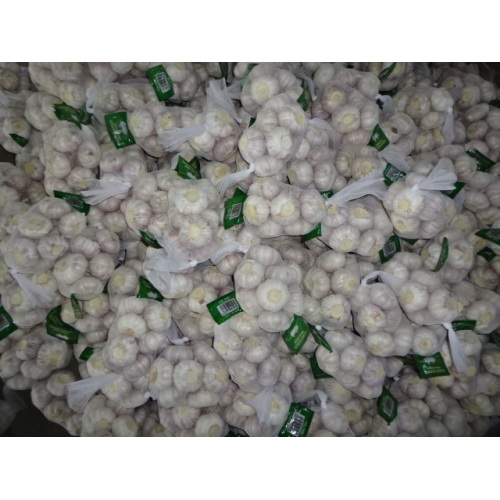 Hot Sale Normal White Garlic 2020