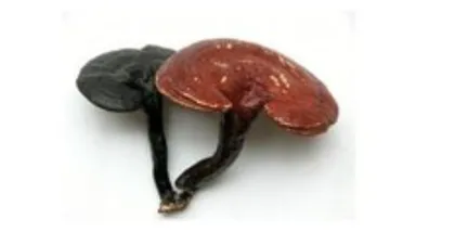 Suppply lucidum extract ganoderma lucidum powder