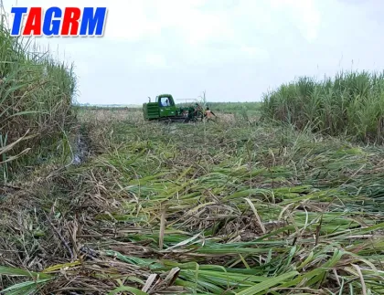 Sugar cane harvesting machine for cane cutter
