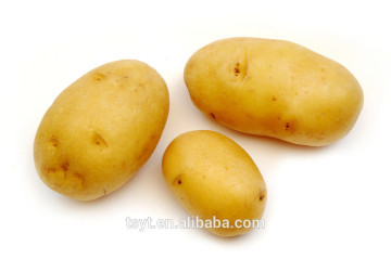 flesh potato,fresh yellow potato ,fresh holland potato