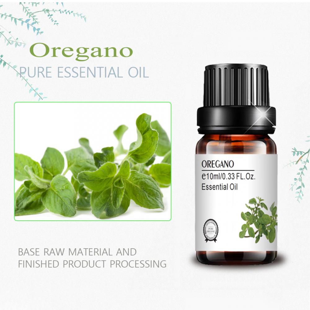 عمده فروشی باکتریوستاتیک روغن اسانس Oregano فله خالص