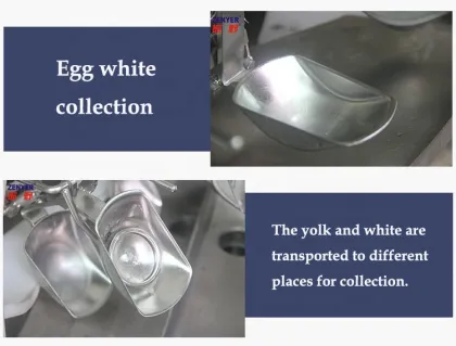 Large Scale Egg Yolk Egg White Separator