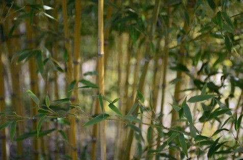 Bamboo