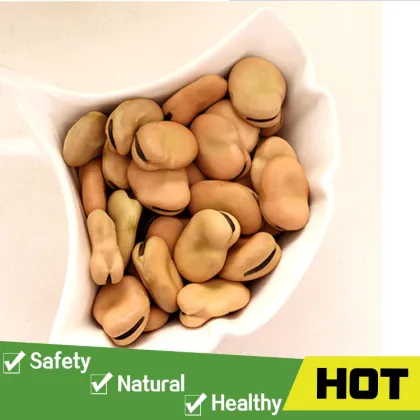 Organic driedn broad beans price