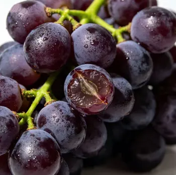Fresh Grape Clusters for Juice & Table Use
