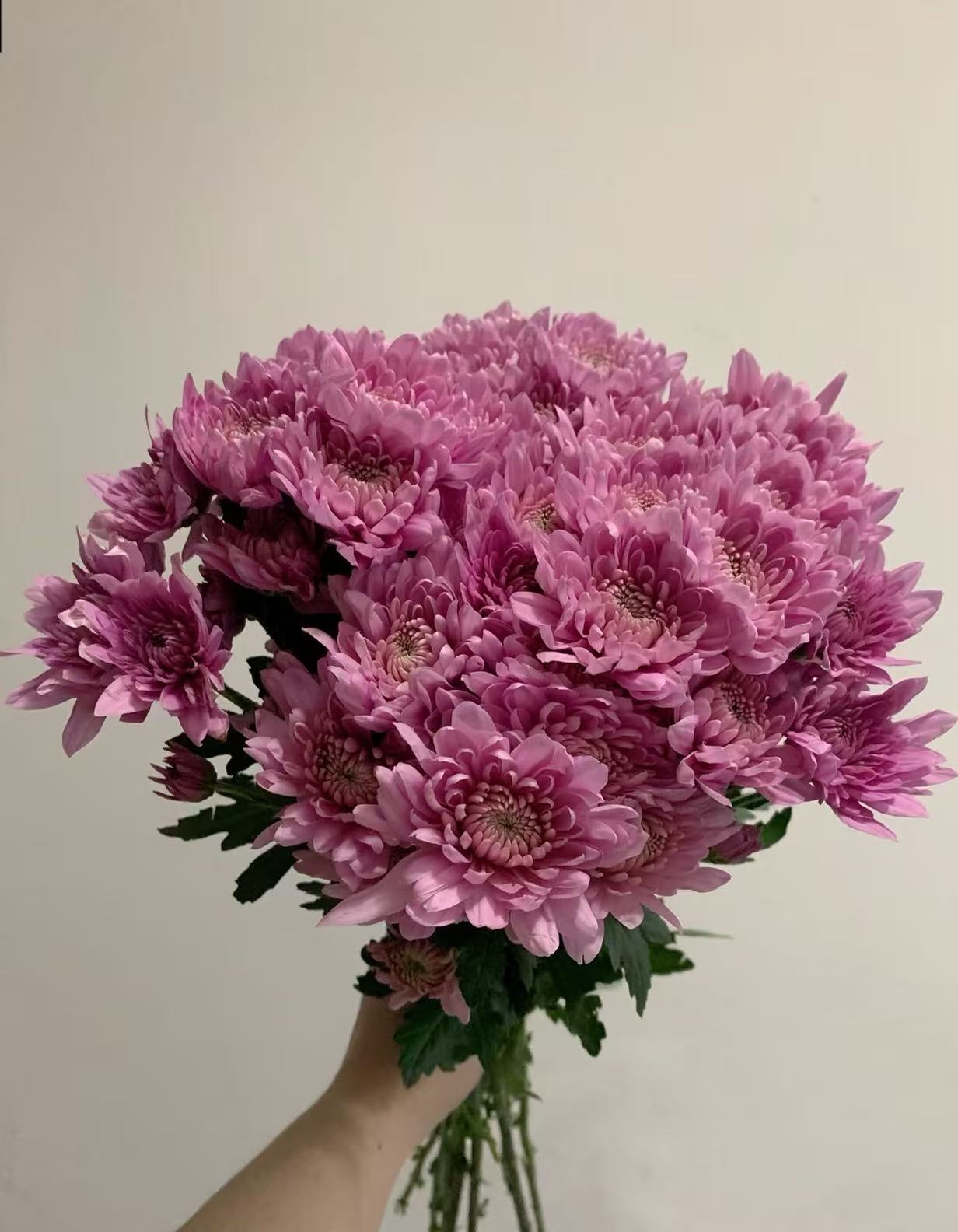 Spray chrysanthemum with rhododron powder