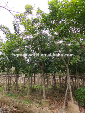 Pongamia pinnata