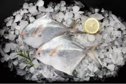 Fresh Frozen Pomfret Wholesale