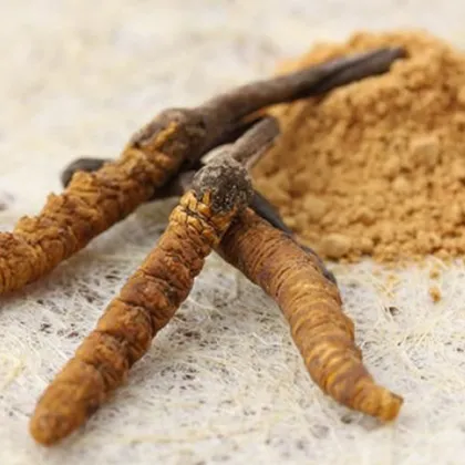 Health care product cordyceps sinensis extract powder