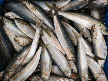 Frozen Sardine Fish Whole Round Sardinella Longiceps