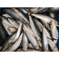 Gefrorener Sardinella WR 10 kg Sardinenfisch für Konserven