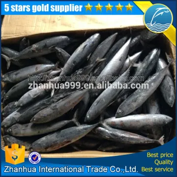 Frozen seafood frozen bonito tuna fish Auxis Thazard