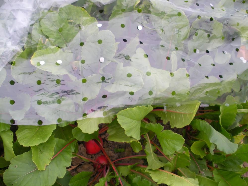 Parabrisas de planta de verduras de invierno fría