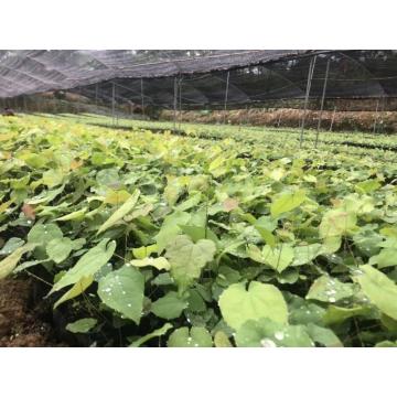  American 20% Epimedium extract CIQ Manufactory