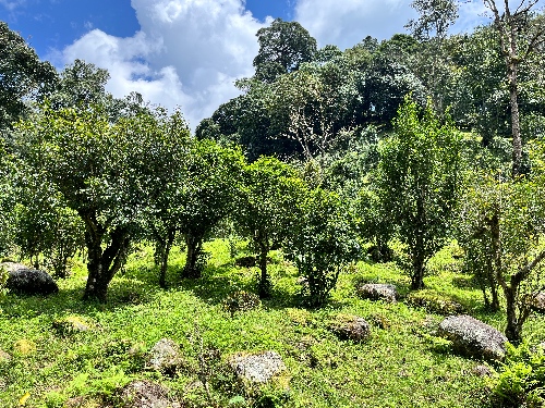 tea plantation