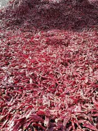 Dry Hong Long 23 Paprika Pods