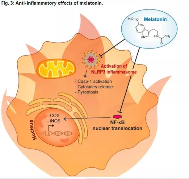 Melatonin4