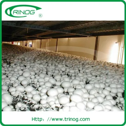 Market price Shiitake mushroom farm for sale