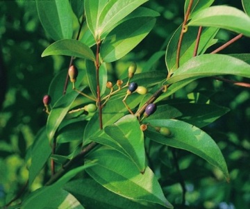 Sassafras Pure Essential Oil