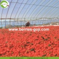 Factory Supply Gedroogde gezonde vruchten Goji Berry