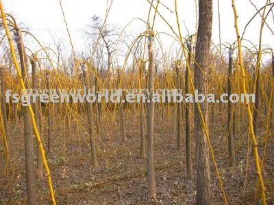 Sophora japonica golden color leaves