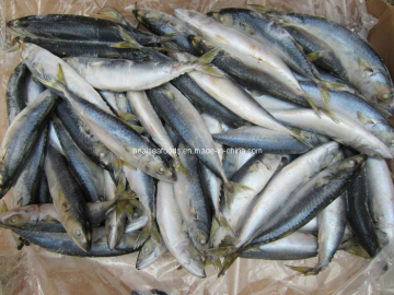 Shiny Mackerel with White Belly