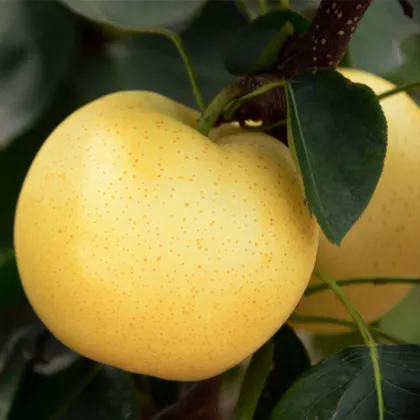 Delicious Fresh Tasty Gold Golden Pear