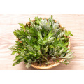 High-Quality Artemisia Argyi Leaf Extract for Herbal Supplement Needs