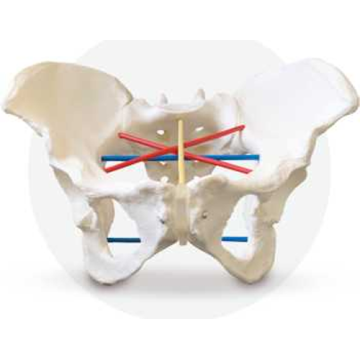 Pelvis femenina para la pelviometría