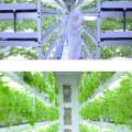 Planta LED cresce luz para vegetais de estufa