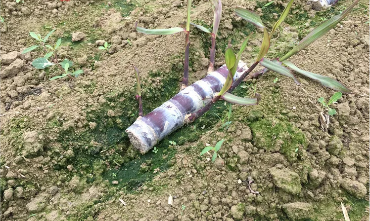 sugarcane seed sugarcane seed