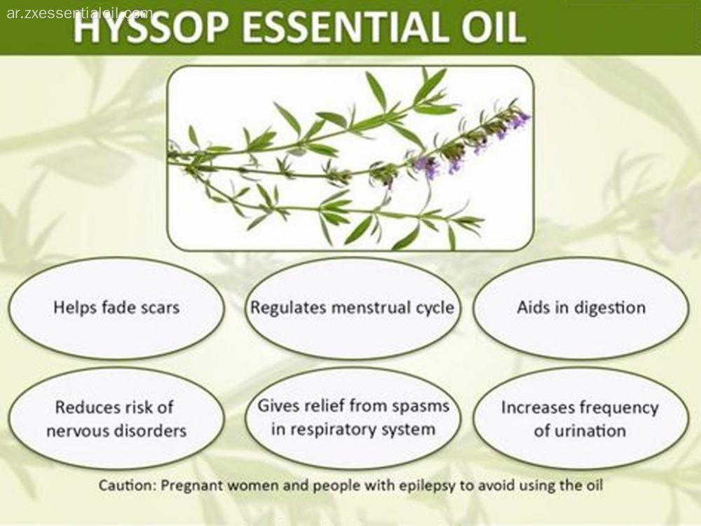 السائبة بالجملة 100 ٪ الطبيعية Hyssop من الضروري النفط