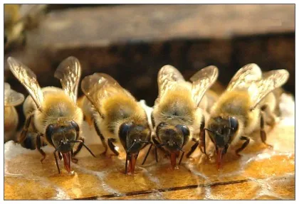 wholesale natural and pure bee honey low price