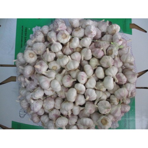 Fresh 2020 Top Quality Normal White Garlic