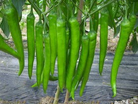 Hot chilli pepper seeds for growing