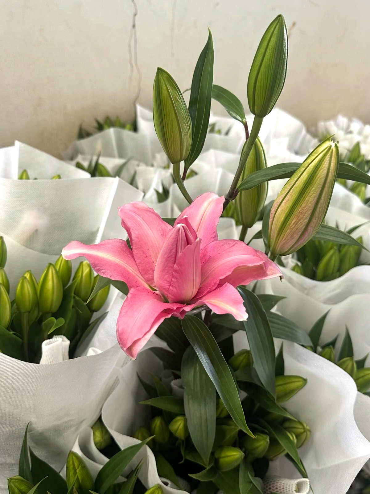 Yan ran Double Lily