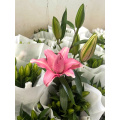 كان يان يدير Double Oriental Lily